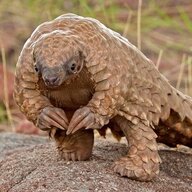 Pholidota