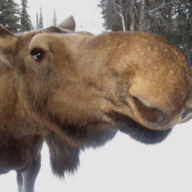 KinderMoose