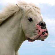 LtGeneralHorsetrash