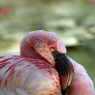 FatFlamingo