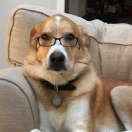 Therapy Dog