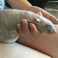Cockrat