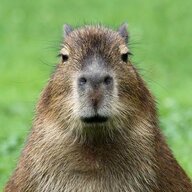 Corny Capybara