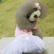 PetalPinkPuppy