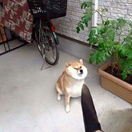 Chubkins?