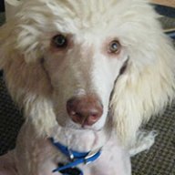 Oodles of Poodles