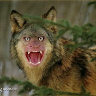 wolfdonkey