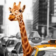 Not A Giraffe