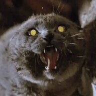 Mittenkitten