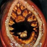 Vagina Dentata