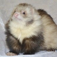 ResurrectedFerret