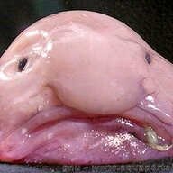 theblob
