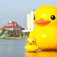 Ducks