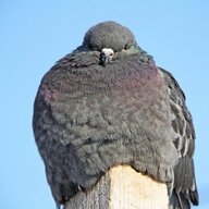 ThatOnePigeon
