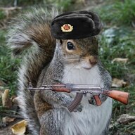Red_Squirrel