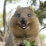 quokka