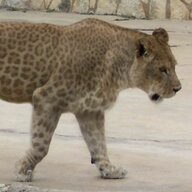 Tearon the Dotted Lion
