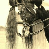 Horse is my strength