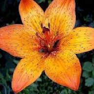 Tiger Lily Flower