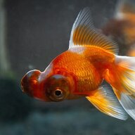 i microwaved my goldfish