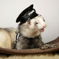 OfficerFerret