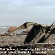 The Ornithocheirus