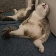 Jasper'sDad