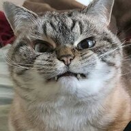 Kitten Kalamity