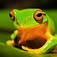 Ribbit