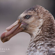 SeaVulture
