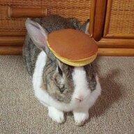 Bingbong420