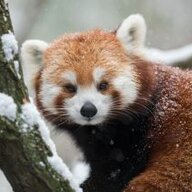 Red flaming panda