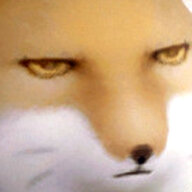 Sand Fox