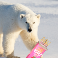 polar bear pocky
