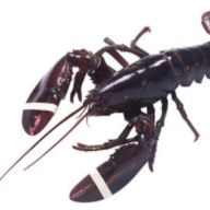 Live Lobster