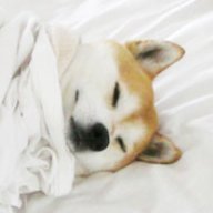 blanket animal