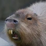 Capybara