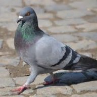 Pigeon On A Stick