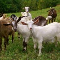 goats