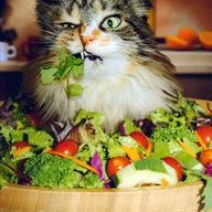 Glutenfreelitter