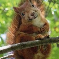 SquirrelGirl320
