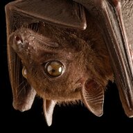 echolocation