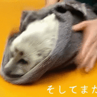 Sealbaby