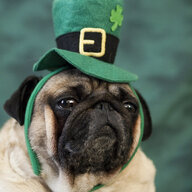 Irish Pug