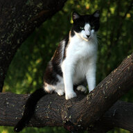 Missing Cat