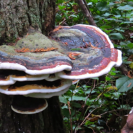 Huge Fungus