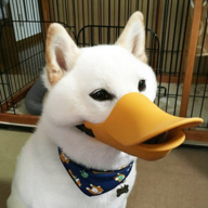 Duck Puppy