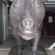 Rabid Hog