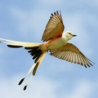 hLark