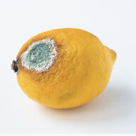 Bakred Lemon